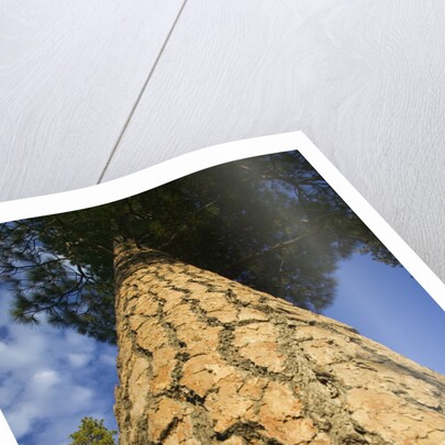 Pine Tree Trunk by Anonymous