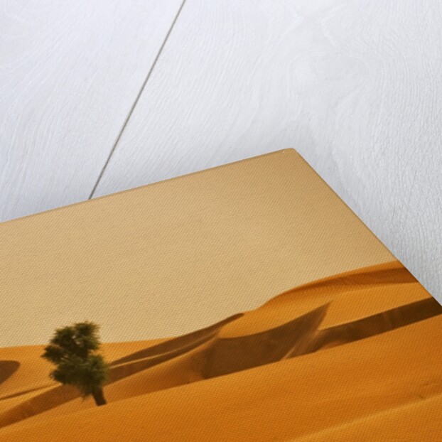 Single Tree in Sand Dunes by Anonymous