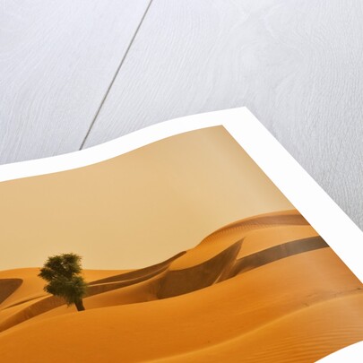 Single Tree in Sand Dunes by Anonymous