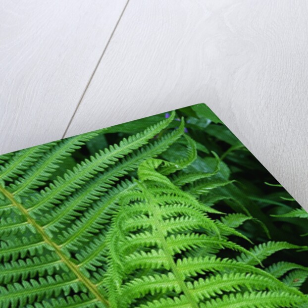 Fern Leaves by Anonymous