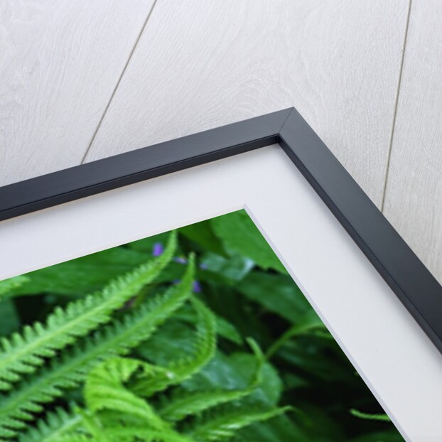 Fern Leaves by Anonymous