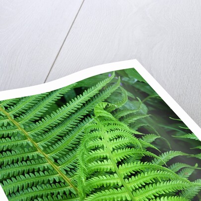 Fern Leaves by Anonymous