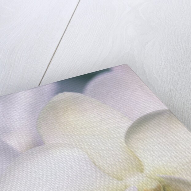 Phalaenopsis Hybrid White Orchid by Anonymous