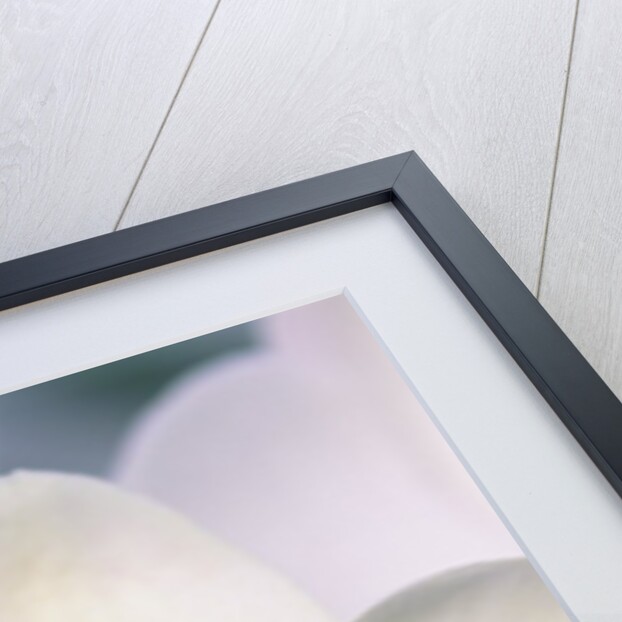 Phalaenopsis Hybrid White Orchid by Anonymous