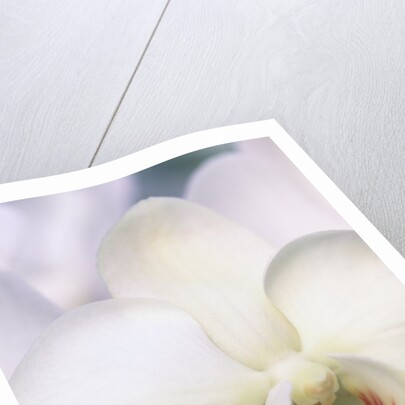 Phalaenopsis Hybrid White Orchid by Anonymous