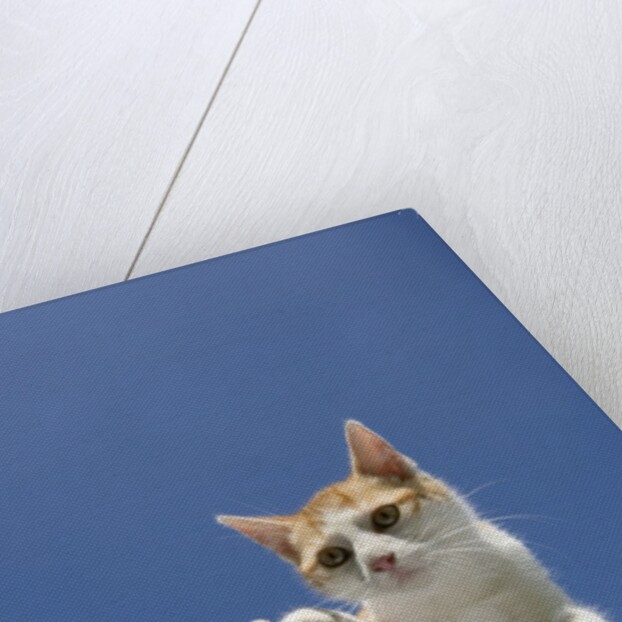 Orange and White Kitten Mid-air by Anonymous