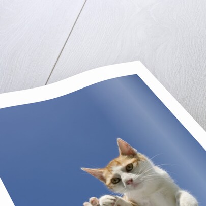 Orange and White Kitten Mid-air by Anonymous