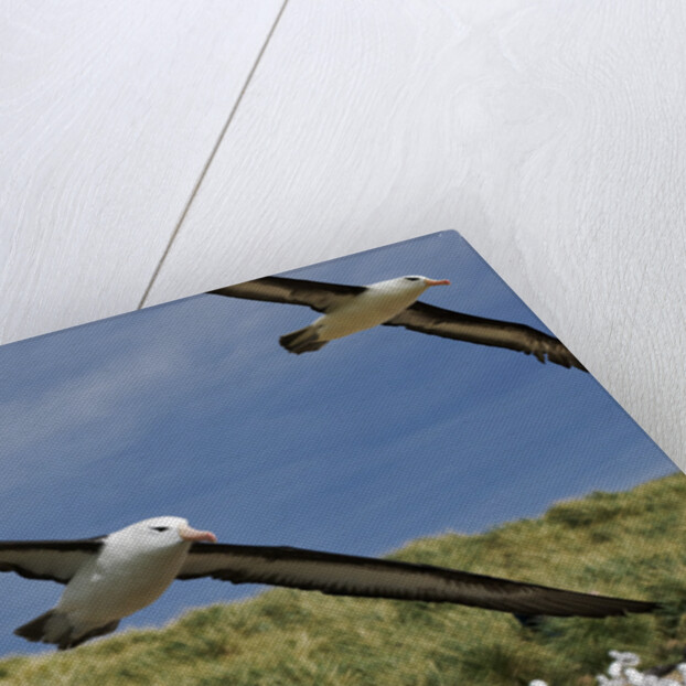 Albatross Flying Over Colony by Anonymous