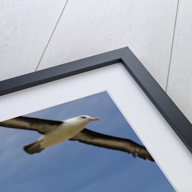 Albatross Flying Over Colony by Anonymous