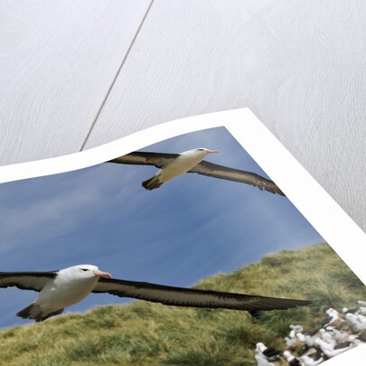 Albatross Flying Over Colony by Anonymous