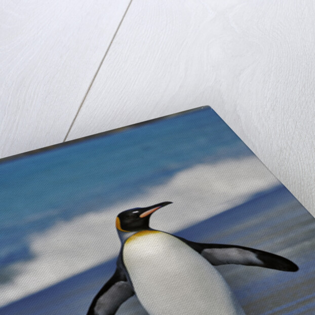King Penguin on the Beach by Anonymous