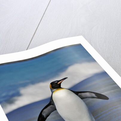 King Penguin on the Beach by Anonymous