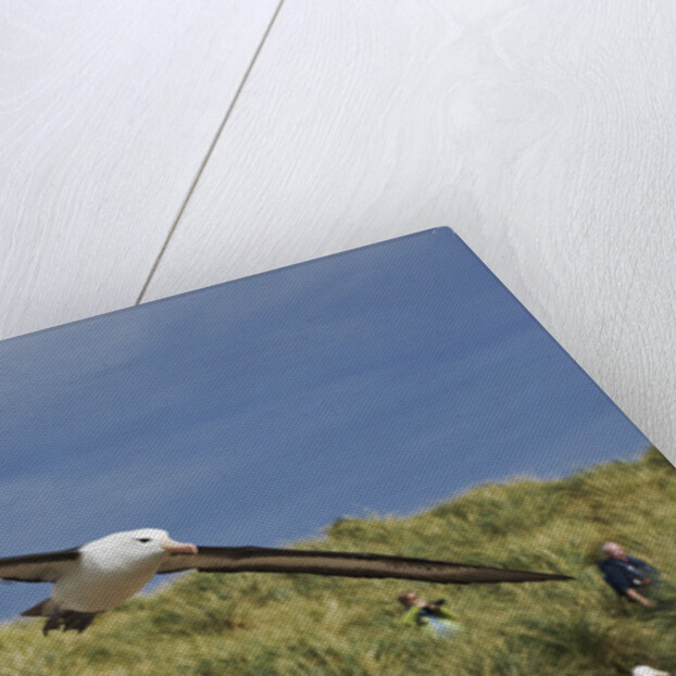 Albatross Flying Over Colony by Anonymous