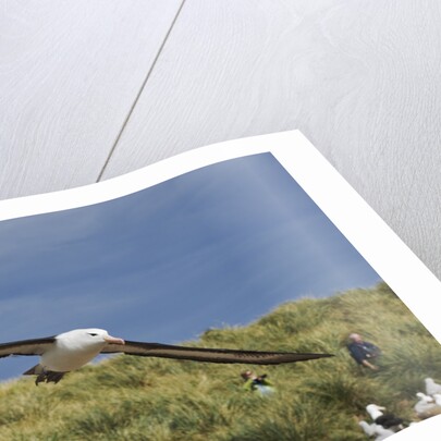 Albatross Flying Over Colony by Anonymous