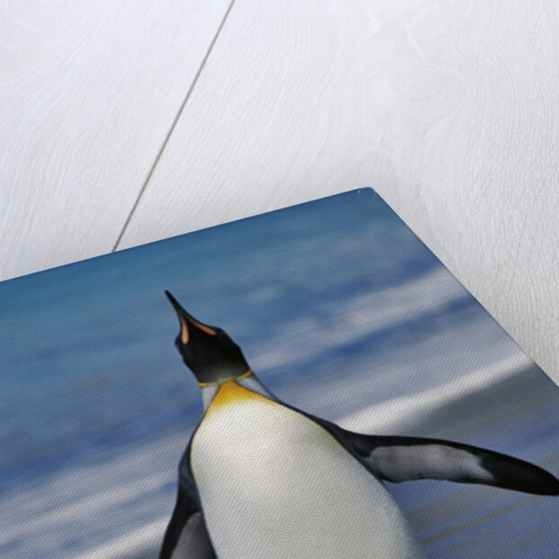 King Penguin on the Beach by Anonymous
