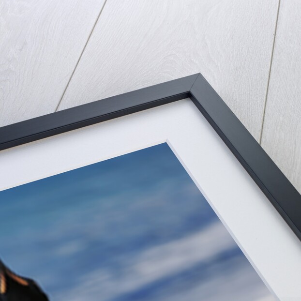 King Penguin on the Beach by Anonymous