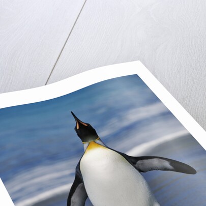 King Penguin on the Beach by Anonymous
