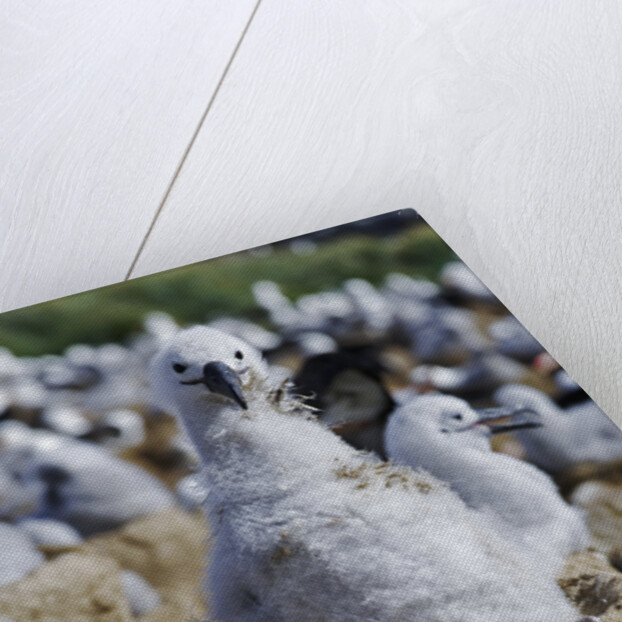 Albatross Chick on Nest by Anonymous