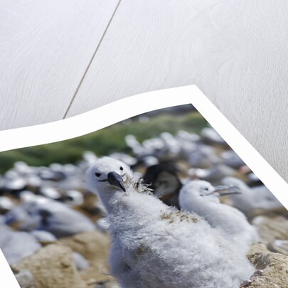 Albatross Chick on Nest by Anonymous