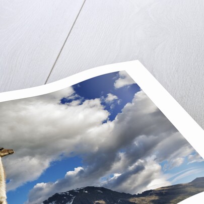 Guanaco Overlooking Nordenskjold by Anonymous