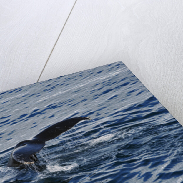 Fluke of Humpback Whale by Anonymous