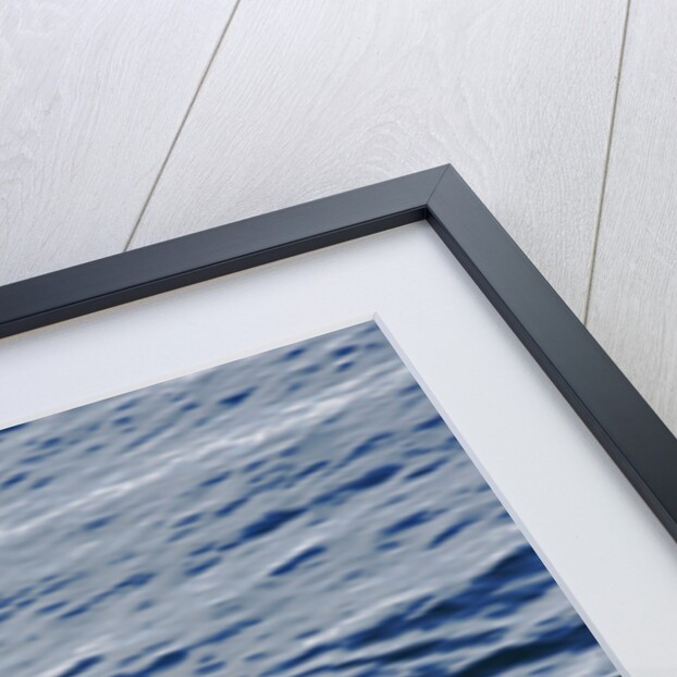 Fluke of Humpback Whale by Anonymous