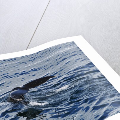Fluke of Humpback Whale by Anonymous