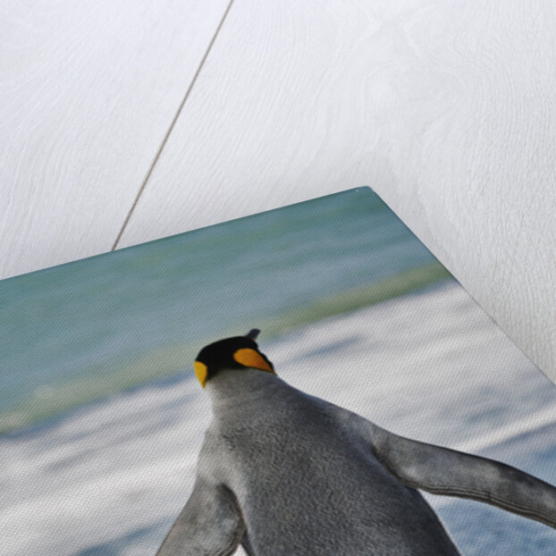 King Penguin Entering the Water by Anonymous