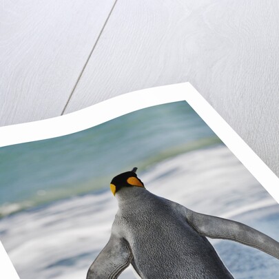 King Penguin Entering the Water by Anonymous