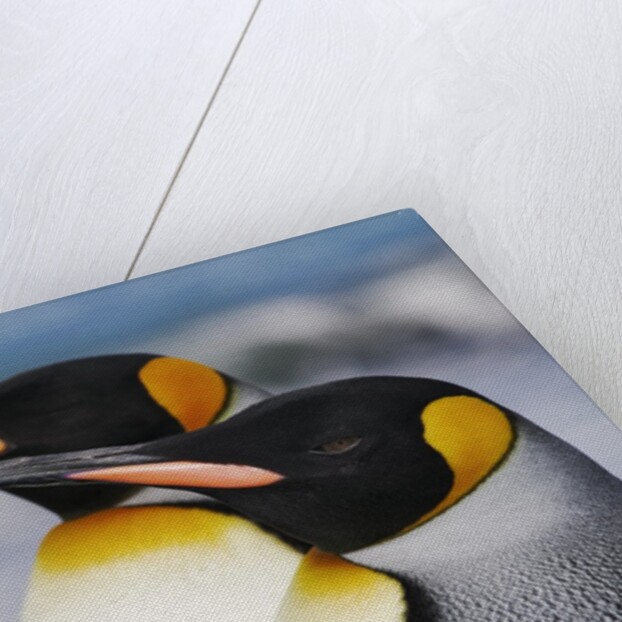King Penguins Gazing Ahead by Anonymous