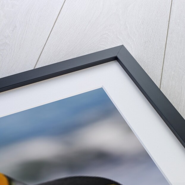 King Penguins Gazing Ahead by Anonymous