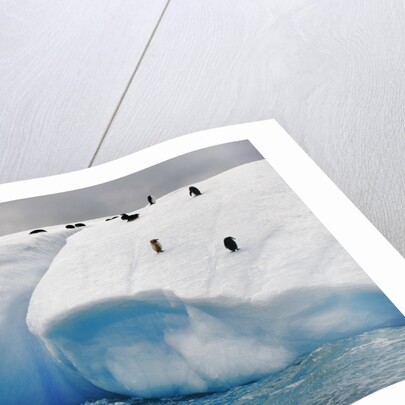 Albino Penguin (Center) on Iceberg by Anonymous