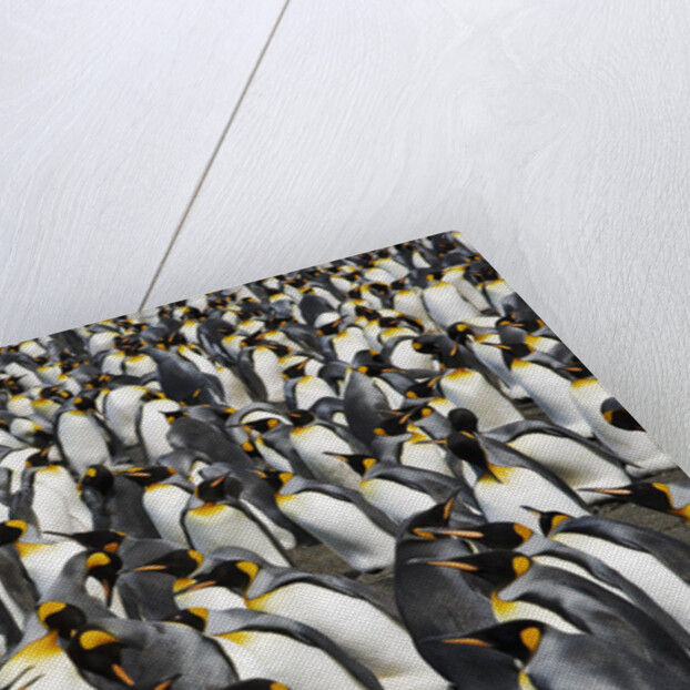 King Penguins Socializing by Anonymous