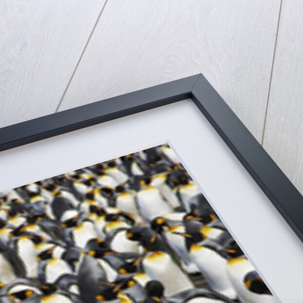 King Penguins Socializing by Anonymous