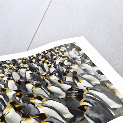 King Penguins Socializing by Anonymous