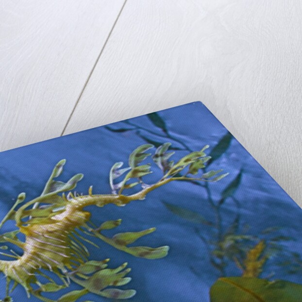 Close-Up of Leafy Sea Dragon by Anonymous