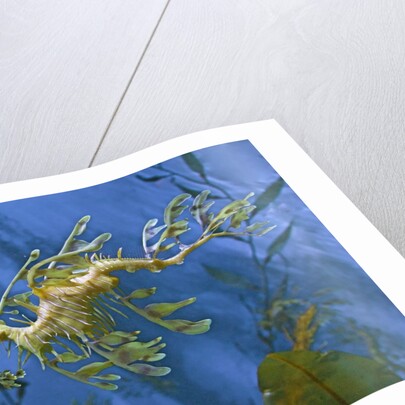 Close-Up of Leafy Sea Dragon by Anonymous