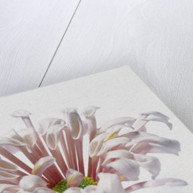 White Chrysanthemum by Anonymous