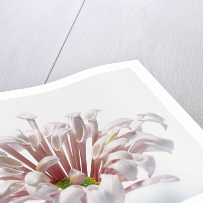 White Chrysanthemum by Anonymous