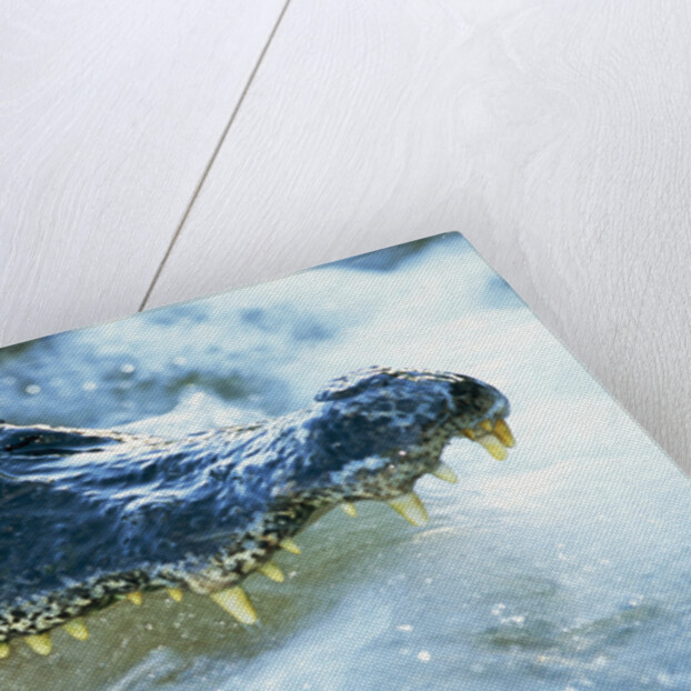 Caiman Waiting in Running Water by Anonymous