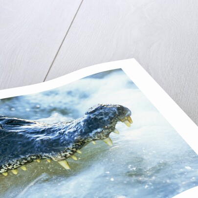 Caiman Waiting in Running Water by Anonymous