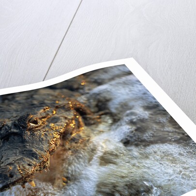 Caiman Waiting in Running Water by Anonymous