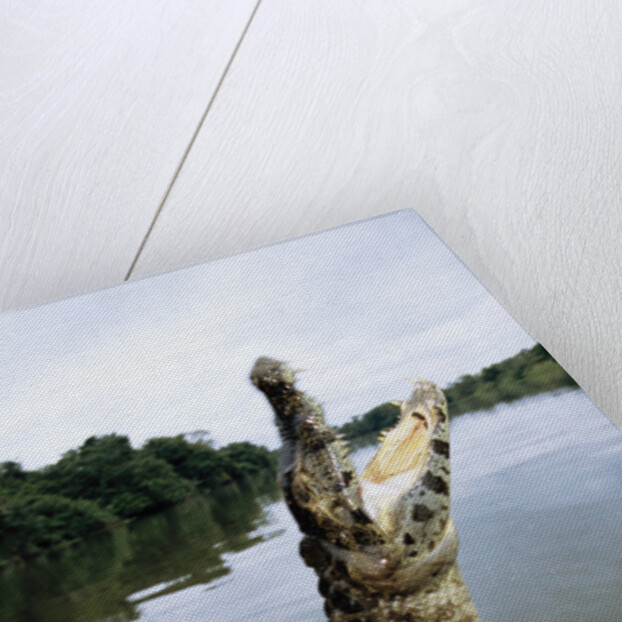 Caiman Emerging from River by Anonymous