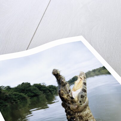 Caiman Emerging from River by Anonymous
