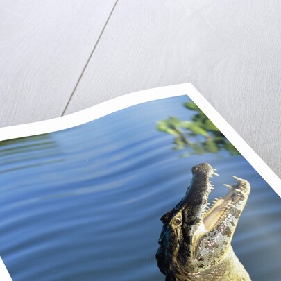 Caiman Emerging from River by Anonymous
