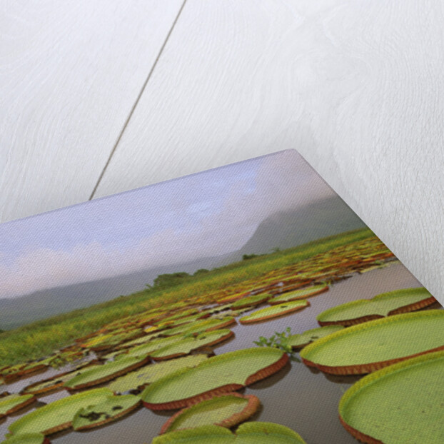 Water Lilies on the Pantanal Wetlands by Anonymous