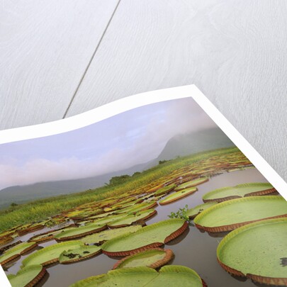 Water Lilies on the Pantanal Wetlands by Anonymous