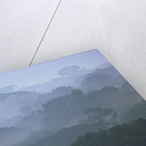 Tropical Rainforest Canopy in Morning Fog by Anonymous