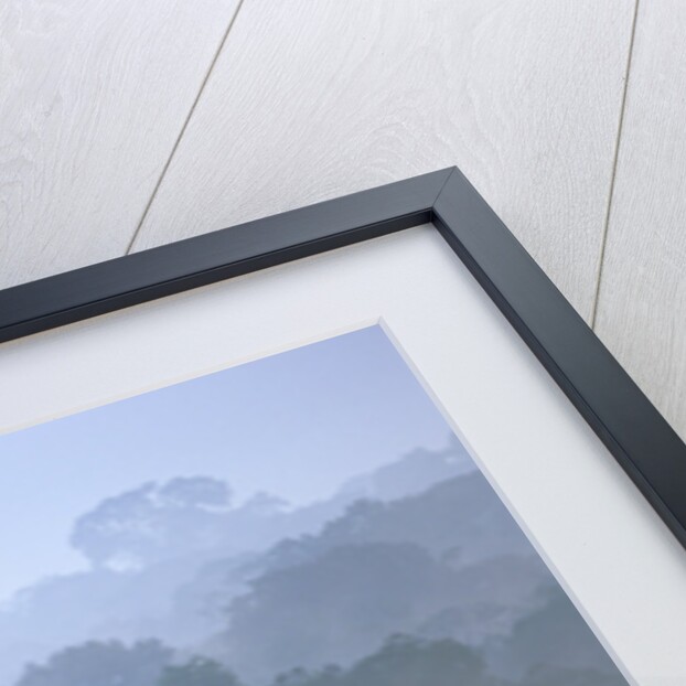 Tropical Rainforest Canopy in Morning Fog by Anonymous