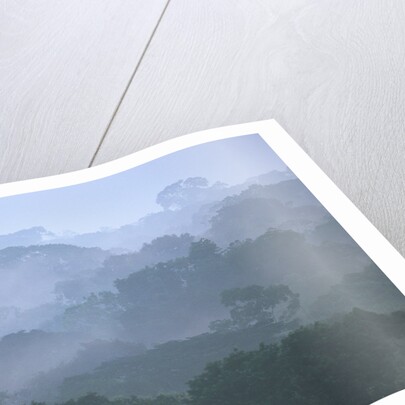 Tropical Rainforest Canopy in Morning Fog by Anonymous